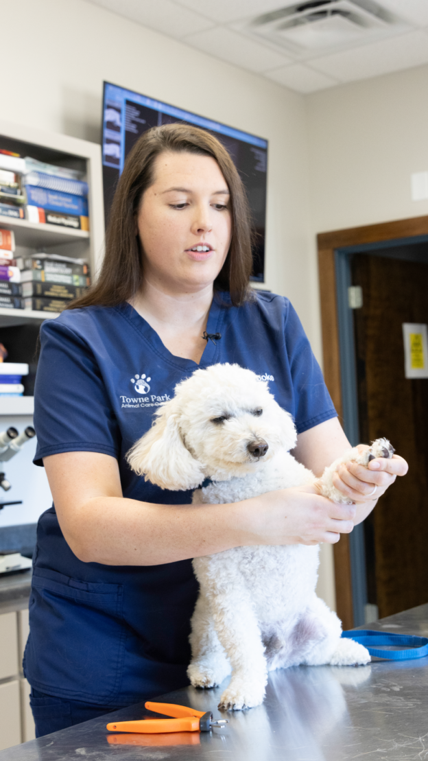 veterinary assistant